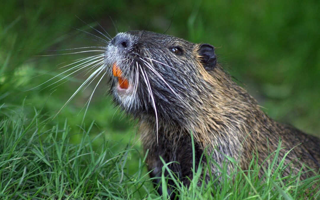 Bever, utmarkshistorie og skogøkologi i Bymarka