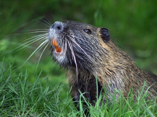 Bever, utmarkshistorie og skogøkologi i Bymarka