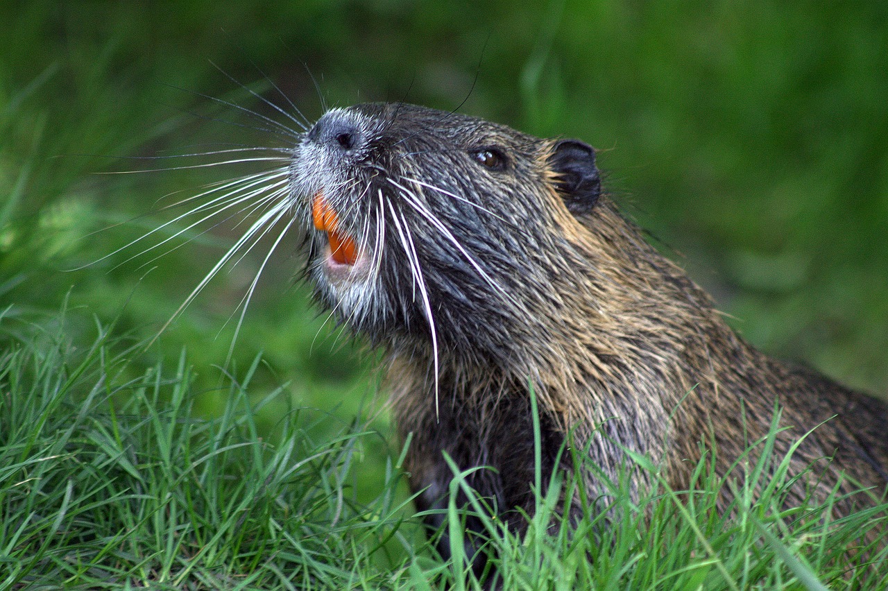 Bever, utmarkshistorie og skogøkologi i Bymarka