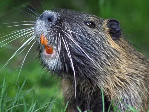 Bever, utmarkshistorie og skogøkologi i Bymarka