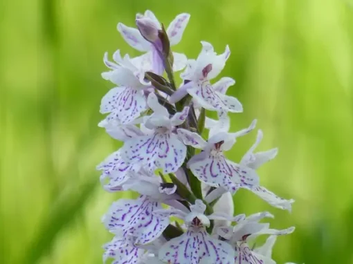 Botanisk vandring i Sølendet naturreservat