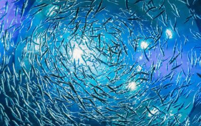 Fisk, hav og menneskelig påvirkning